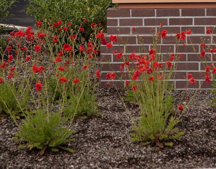 Plant photo of: Geum chiloense 'Mrs. Bradshaw'