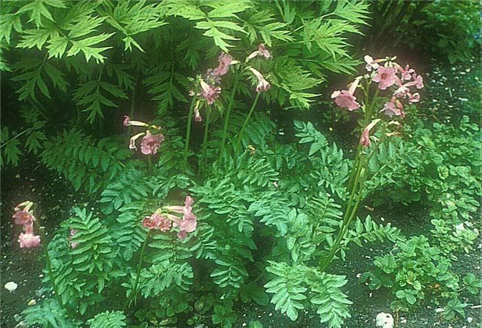 Plant photo of: Incarvillea delavayi