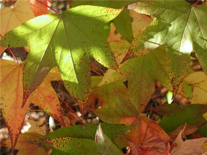 Plant photo of: Liquidambar styraciflua