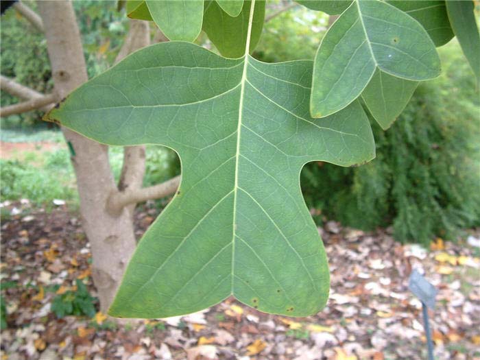 Plant photo of: Liriodendron tulipifera