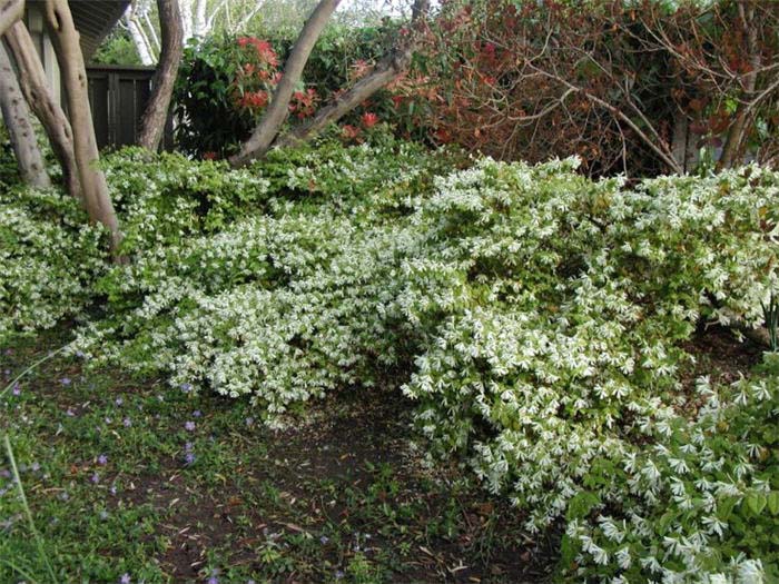 Plant photo of: Loropetalum chinense