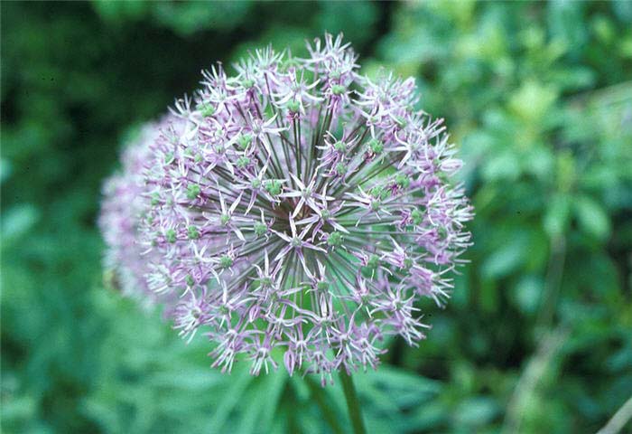 Plant photo of: Allium albopilosum