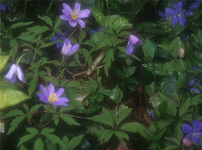 Plant photo of: Anemone nemorosa