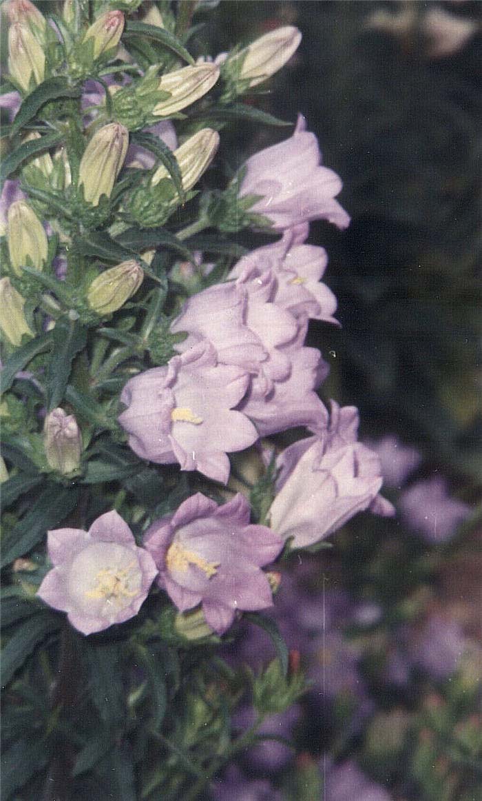 Plant photo of: Campanula medium