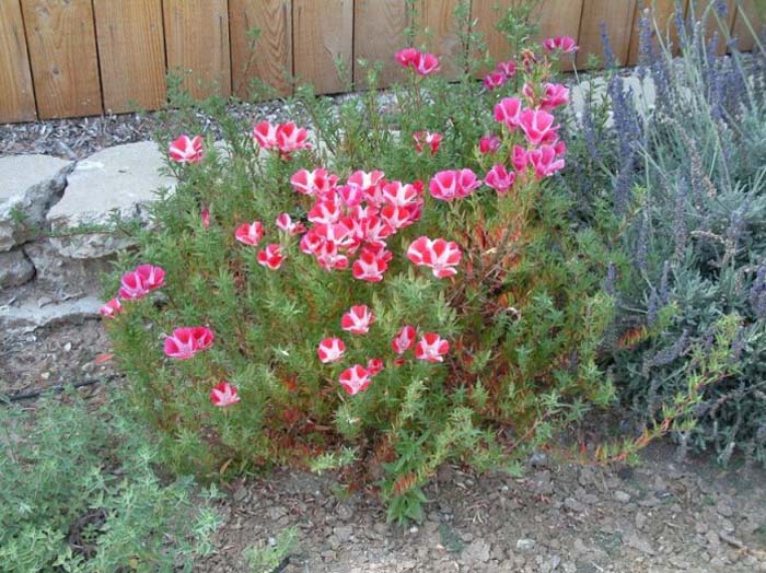 Plant photo of: Clarkia amoena