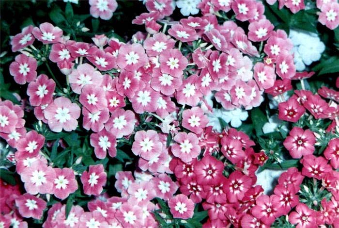 Plant photo of: Dianthus barbatus