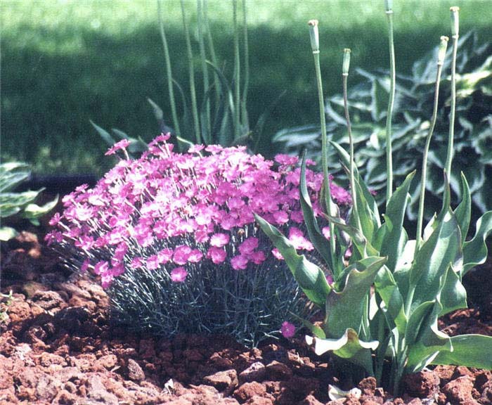 Plant photo of: Dianthus caryophyllus