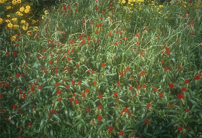 Plant photo of: Gomphrena globosa