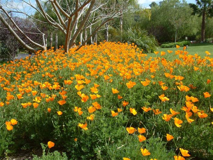 Plant photo of: Eschscholzia californica