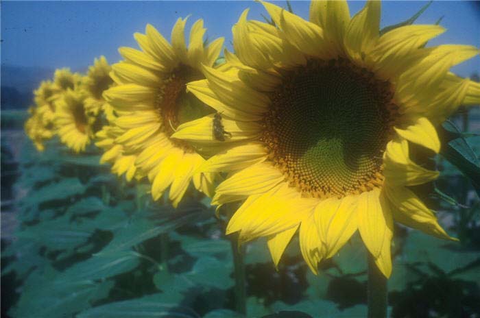 Plant photo of: Helianthus annuus