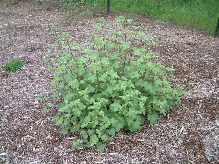 Plant photo of: Lavatera arborea