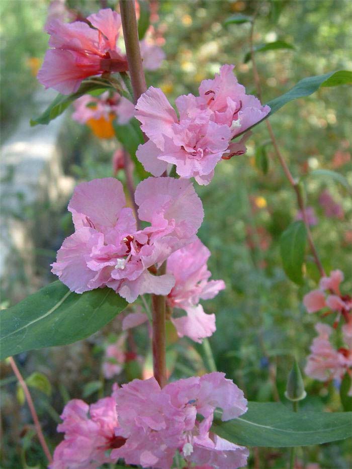 Plant photo of: Clarkia purpurea