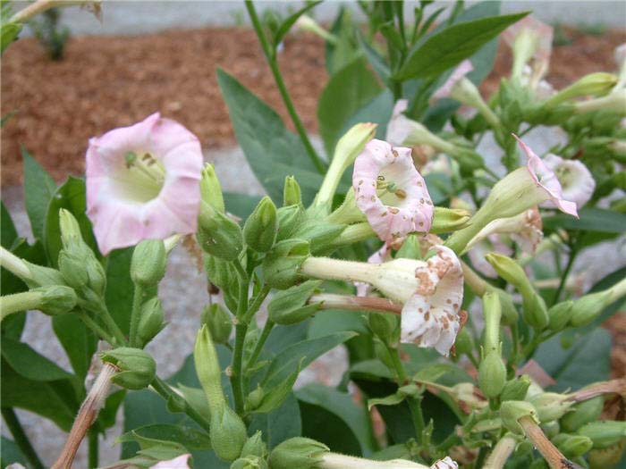 Plant photo of: Nicotiana tabacum