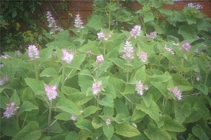 Plant photo of: Salvia sclarea