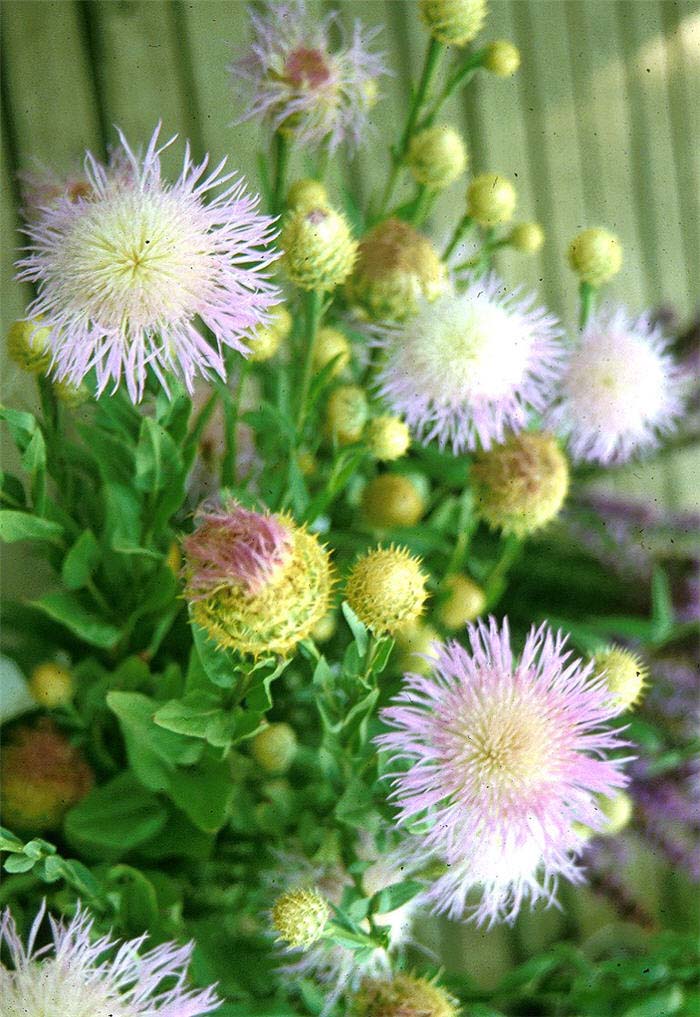 Plant photo of: Centaurea americana