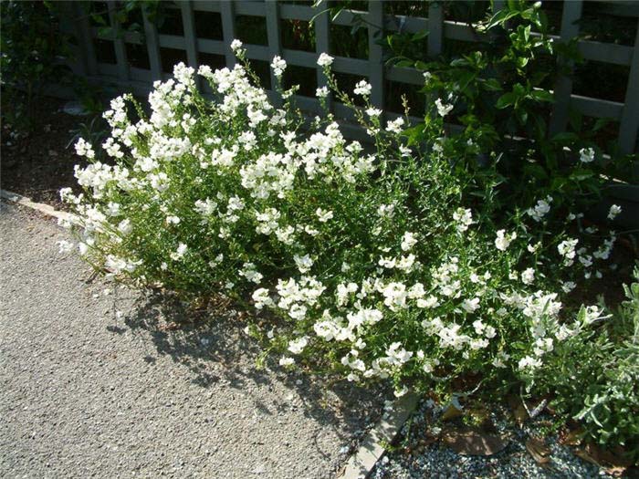 Plant photo of: Nemesia strumosa