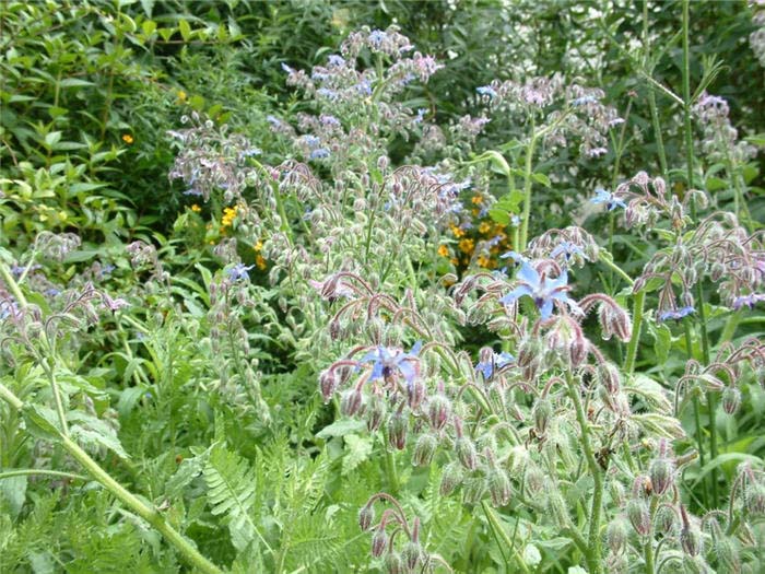 Plant photo of: Borago officinalis