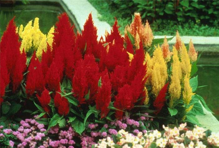 Plant photo of: Celosia cristata 'Century Mixed'