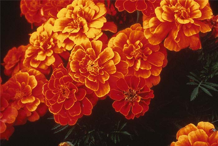 Plant photo of: Tagetes patula