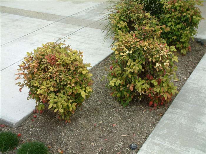 Plant photo of: Nandina domestica 'Nana'