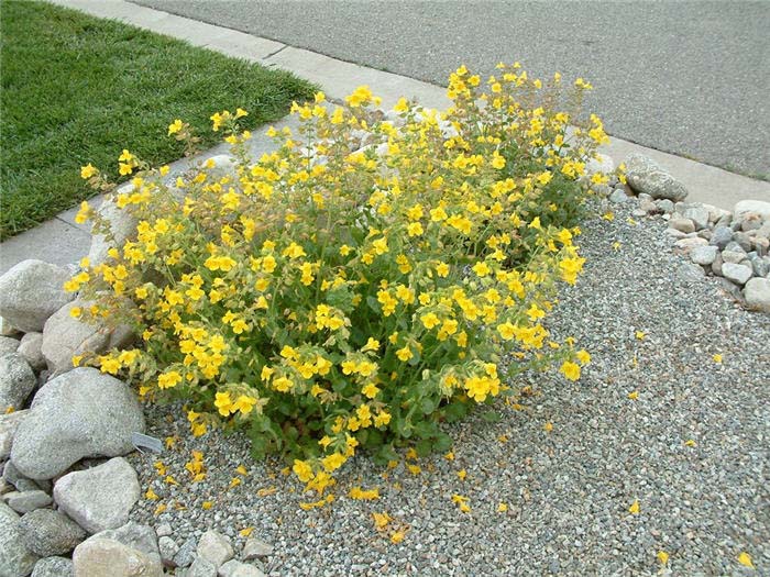 Plant photo of: Mimulus guttatus