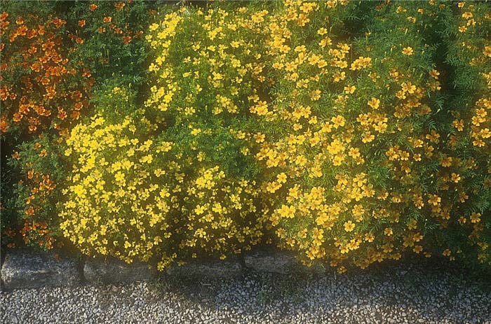 Plant photo of: Tagetes tenuifolia 'Tangerine Gem'