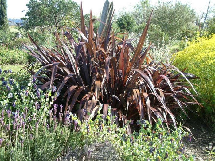 Plant photo of: Phormium tenax 'Atropurpureum'