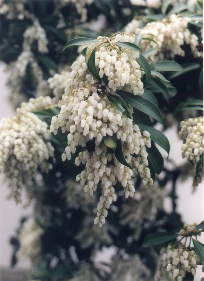 Plant photo of: Pieris japonica