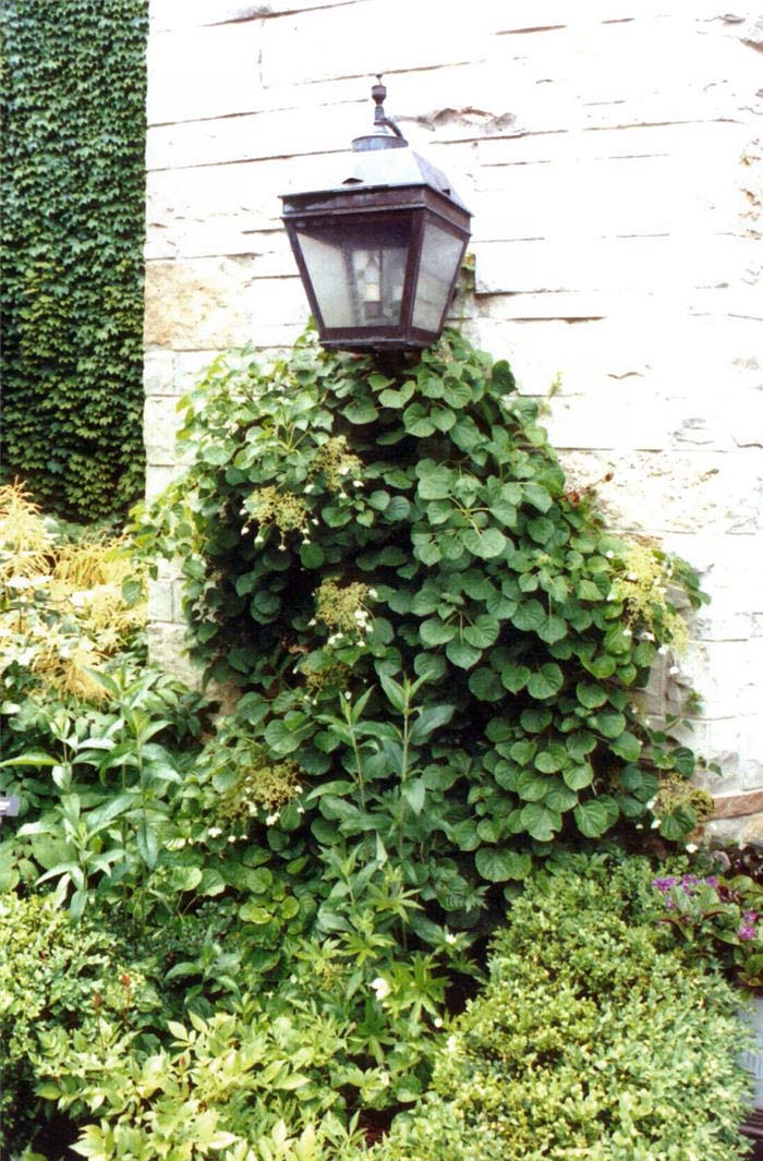 Plant photo of: Hydrangea anomala petiolaris