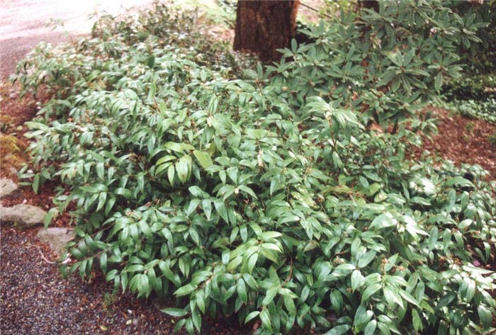 Plant photo of: Leucothoe fontanesiana