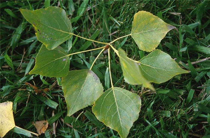 Plant photo of: Populus nigra 'Italica'