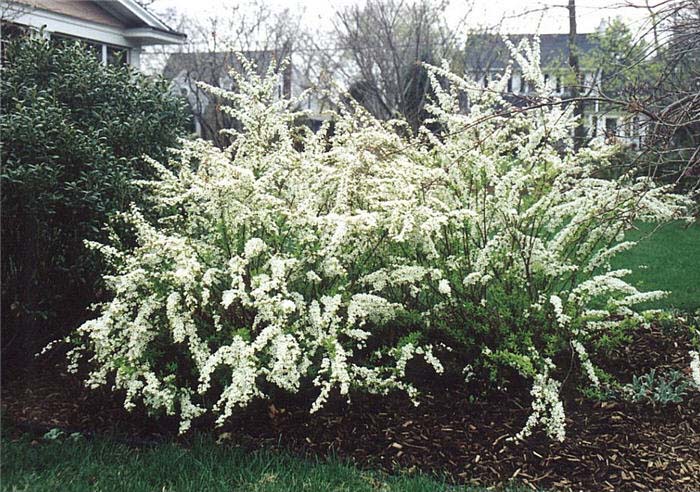 Plant photo of: Spiraea nipponica 'Snow Mound'