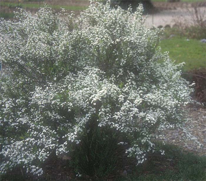 Plant photo of: Spiraea thunbergii