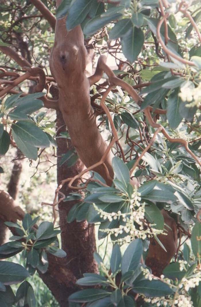 Plant photo of: Arbutus menziesii