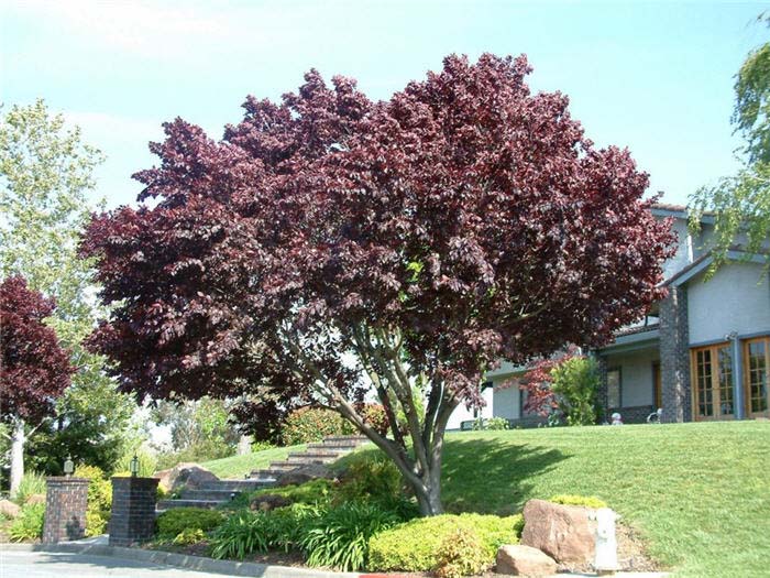 Plant photo of: Prunus cerasifera 'Thundercloud'