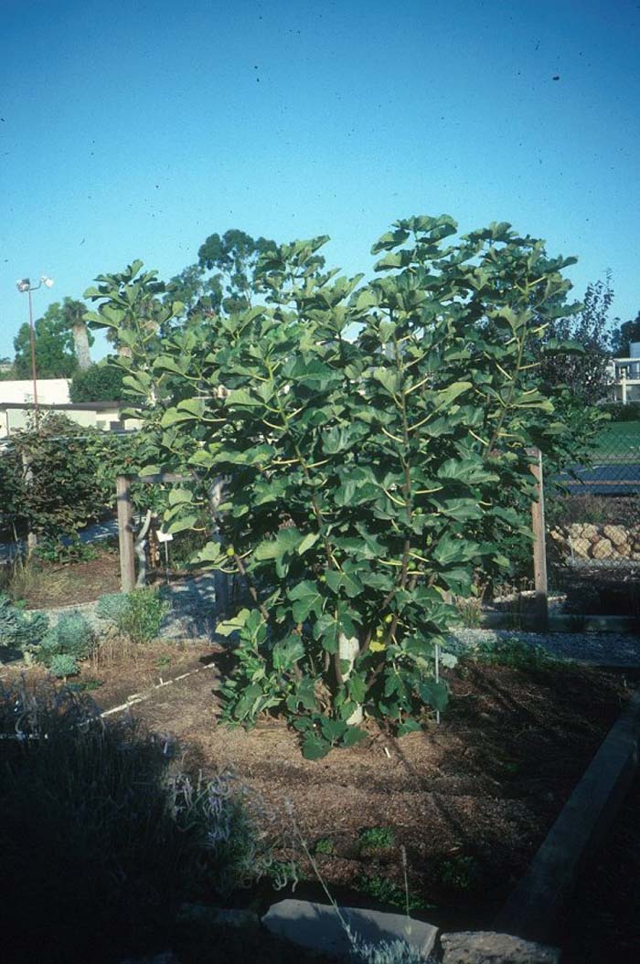 Plant photo of: Ficus carica