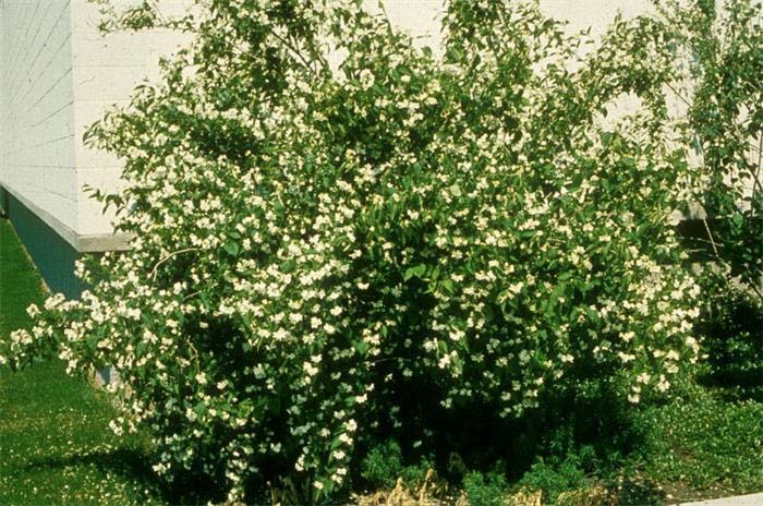 Plant photo of: Philadelphus coronarius