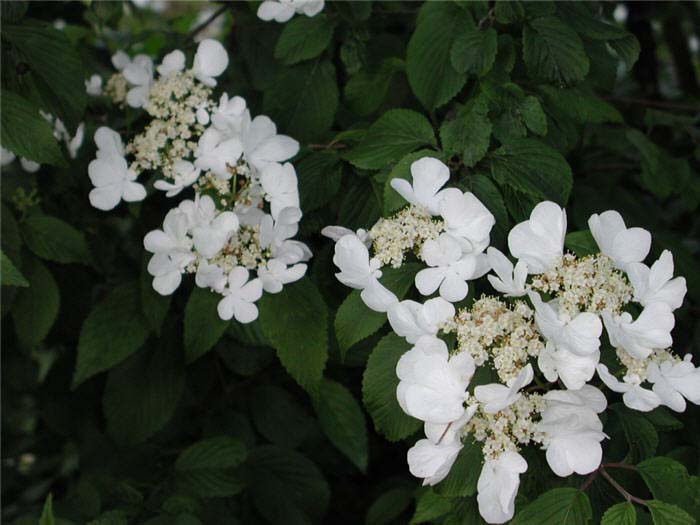 Plant photo of: Viburnum plicatum tomentosum