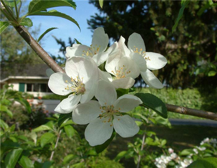 Plant photo of: Malus pumila