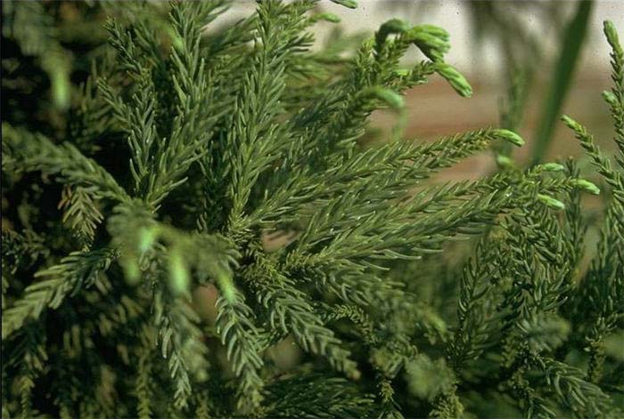 Plant photo of: Cryptomeria japonica