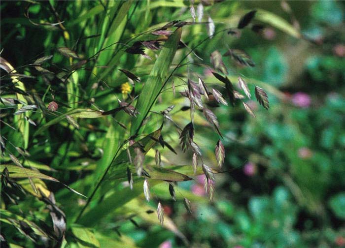 Plant photo of: Chasmanthium latifolium