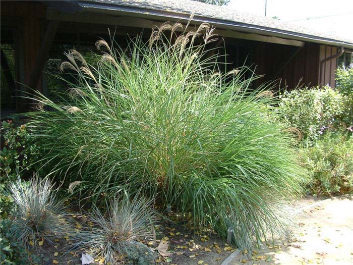 Plant photo of: Miscanthus sinensis 'Gracillimus'