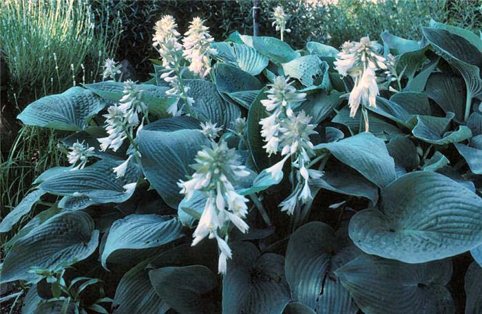 Plant photo of: Hosta fortunei