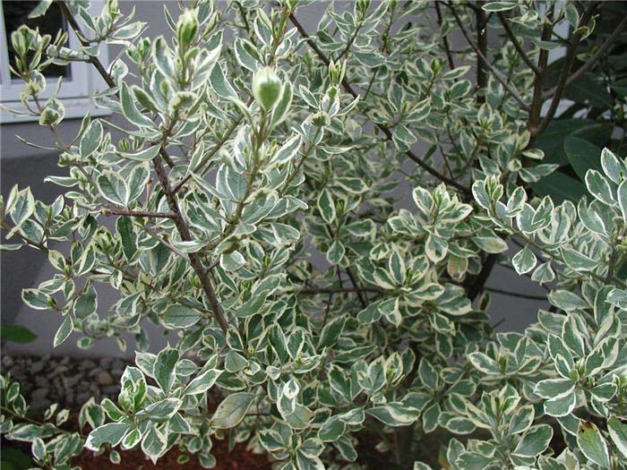 Plant photo of: Rhamnus alaternus 'Variegata'