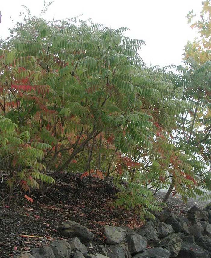 Plant photo of: Rhus typhina