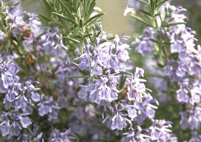 Plant photo of: Rosmarinus officinalis