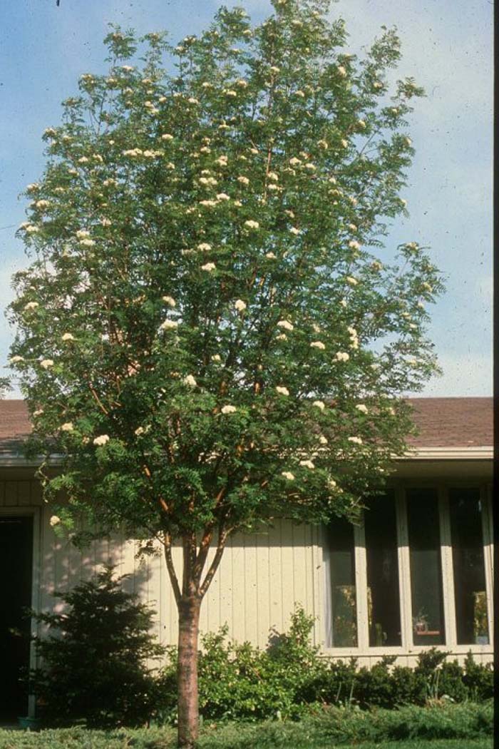 Plant photo of: Sorbus aucuparia