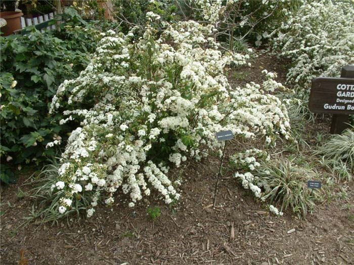 Plant photo of: Spiraea X vanhouttei