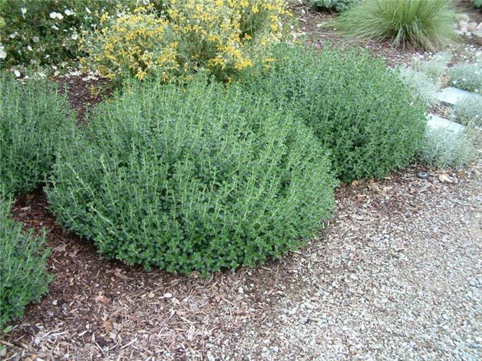 Plant photo of: Teucrium X lucidrys