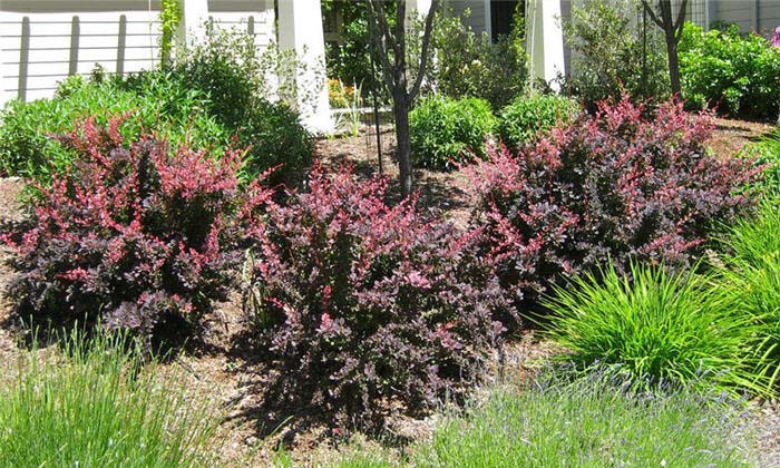 Plant photo of: Berberis thunbergii 'Rose Glow'